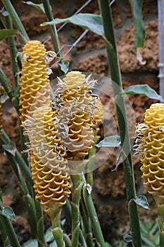 Zingiber spectabile, commonly known as beehive ginger