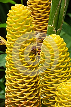 Zingiber spectabile Griff known as zingiberaceae tropical flower.