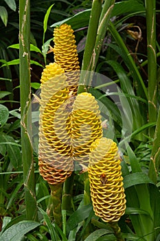 Zingiber spectabile Griff known as zingiberaceae tropical flower.