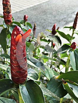 Zingiber zerumbet or Bitter ginger or Pinecone ginger.