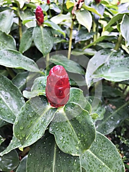 Zingiber zerumbet or Bitter ginger or Shampoo ginger or Pinecone ginger.