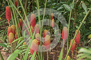 Zingiber zerumbet, commonly known as pinecone ginger, shampoo ginger or wild ginger