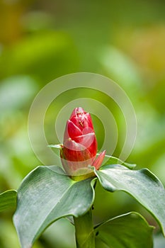 Zingiber zerumbet Flower in the Garden