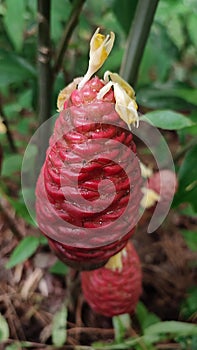 Zingiber zerumbet plant