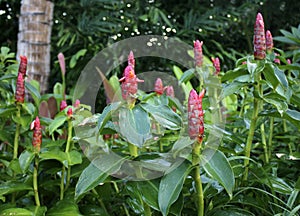 Zingiber zerumbet plant also known as bitter ginger or shampoo ginger or pinecone ginger or lempoyang