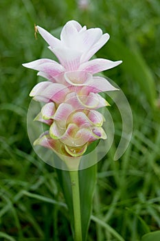 Zingiberaceae - Beautiful soft pink white flower close up photo
