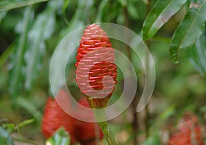 Zingiberaceae flower photo