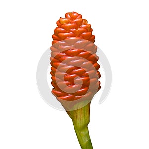 Zingiberaceae flower (Zingiber zerumbet (L.) Smith. )