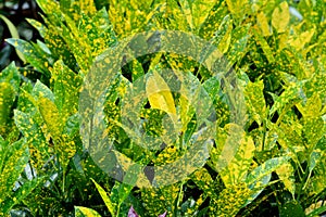 Zingiberaceae plant leaves