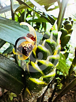 Zingiberis Officiale Flos Or Flower of Jahe