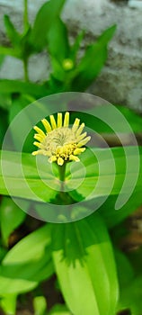 Zinia elegans flowers that have not yet bloomed in various beautiful yellow color