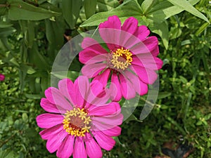 Zinia flowers are elegant fanta pink flowers whose center is decorated with bright yellow