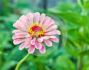 Zinnia photo