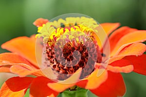 Zinnia photo