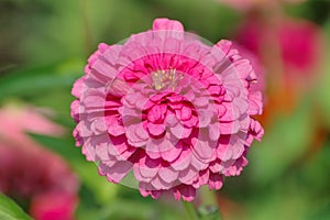 Zinnia