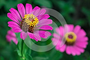 Zinnia angustifolia flowers