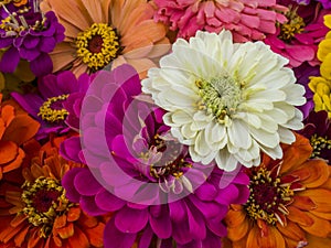 Zinnia Beauty