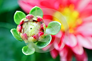 Zinnia Bud