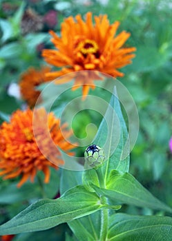 Zinnia bud