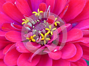 Zinnia Dahlia Zinnia Elegans Stamen. Zinnia Elegans `Benary`s Giant Bright Red` close up view.