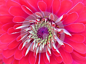 Zinnia Dahlia Zinnia Elegans. Zinnia Elegans `Benary`s Giant Bright Red` close up view. Red floral background.