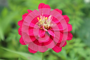 The zinnia elegans