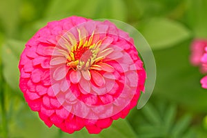 Zinnia elegans