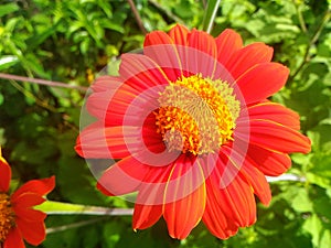 Zinnia elegans