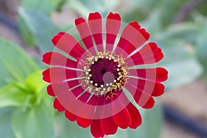 Zinnia elegans and also known as common zinnia  Top View
