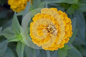 Zinnia elegans `Benary`s Giant Golden Yellow top view