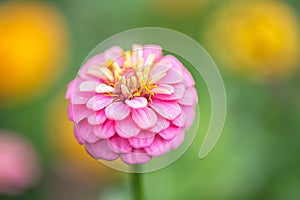 Zinnia elegans or cinnya in the formal garden