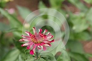 Zinnia Elegans - Doesn't bloom perfectly, but looks prettier than those that do