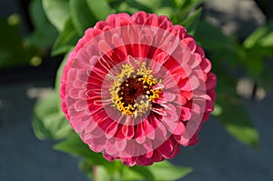 Zinnia elegans flower