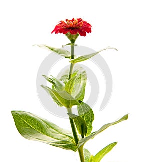 Zinnia elegans flower