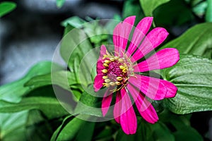 Zinnia elegans flower is blooming and looks beautiful