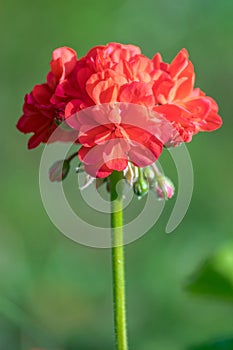 Zinnia Elegans flower, isolated, single rose