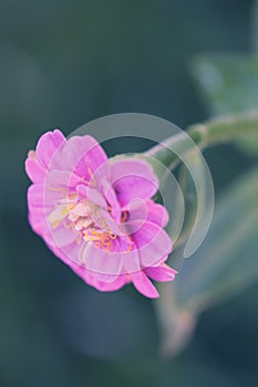 Zinnia elegans flower macro