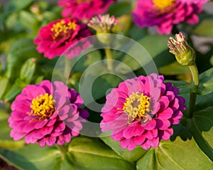 Zinnia elegans flowers