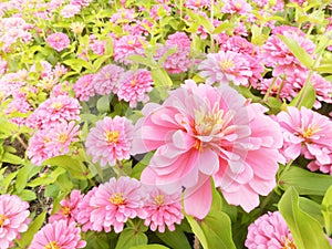 Zinnia elegans flowers