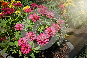 Zinnia elegans Jacq.