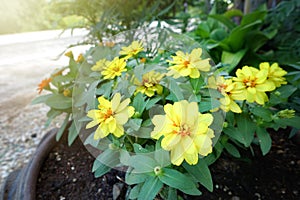 Zinnia elegans Jacq.