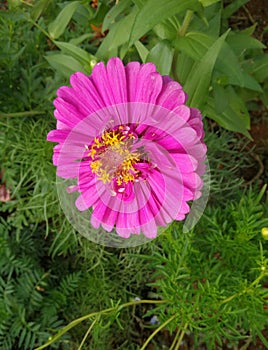 Zinnia elegans Jacq