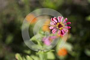 Zinnia elegans know as youth-and-age flower. photo