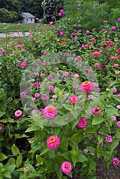 Zinnia Elegans Mix