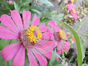 Zinnia elegans is one of the most famous annual flowering plants from the genus Zinia. This plant originates from Mexico