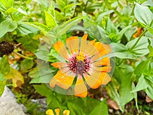 Zinnia elegans orange blooms radiantly in a flower garden