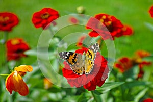 Zinnia Elegans scarlet bloom with butterfly in flower garden. Bokeh