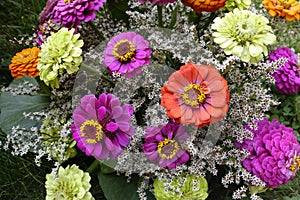 Zinnia elegans, summer flowers