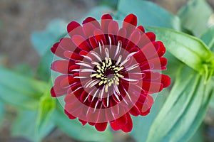 Zinnia elegans or Zinnia Benarys Giant Red flower top view