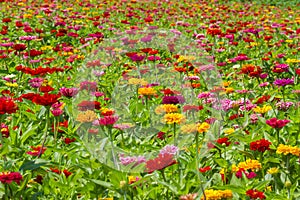 Zinnia field at Alto Pass, IL